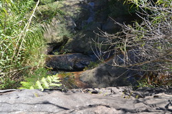 Frenchs Creek Falls